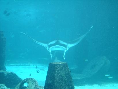 atlantismanta.jpg