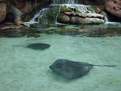 atlantisrays.jpg